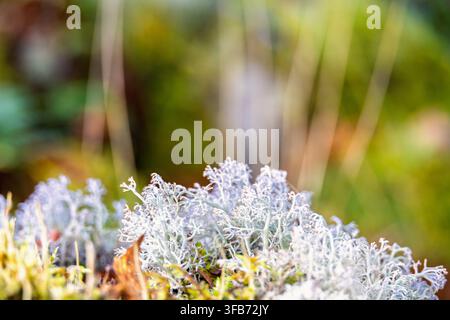 Close up view at Reindeer cup lichen on the ground Stock Photo