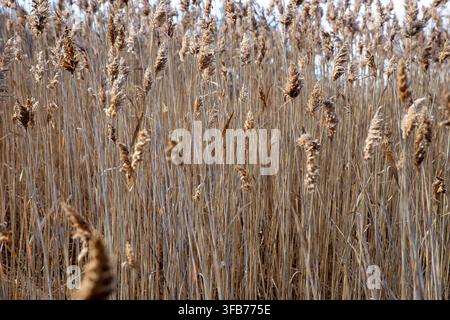 A detailed, full-frame shot capturing a dense stand of tall golden-brown phragmites reeds with thick, textured seed heads in Ipswich, Massachusetts. Stock Photo