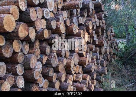 Cut tree trunks with identification numbers are stored in large piles after logging, illustrating commercial forestry and timber production. Stock Photo