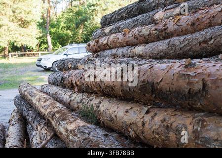 Cut tree trunks with identification numbers are stored in large piles after logging, illustrating commercial forestry and timber production. Stock Photo