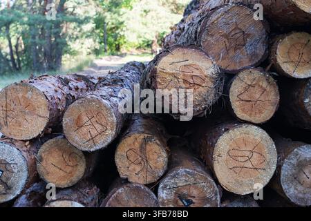 Cut tree trunks with identification numbers are stored in large piles after logging, illustrating commercial forestry and timber production. Stock Photo