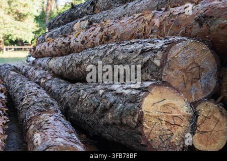Cut tree trunks with identification numbers are stored in large piles after logging, illustrating commercial forestry and timber production. Stock Photo
