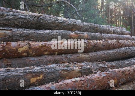 Cut tree trunks with identification numbers are stored in large piles after logging, illustrating commercial forestry and timber production. Stock Photo