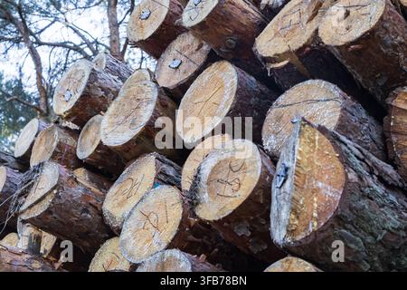 Cut tree trunks with identification numbers are stored in large piles after logging, illustrating commercial forestry and timber production. Stock Photo