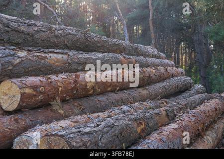 Cut tree trunks with identification numbers are stored in large piles after logging, illustrating commercial forestry and timber production. Stock Photo