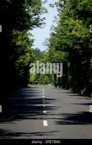 A quiet asphalt road runs through dense green woodland with a dashed center line and long shadows. Sunlit leaves arch overhead forming a natural tunne Stock Photo