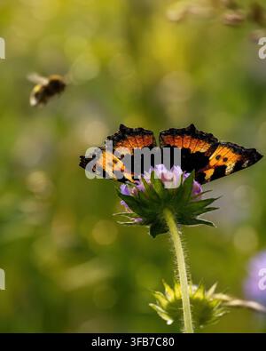Beautiful Small Tortoiseshell Butterfly on Purple Flower with Bumblebee in Background Stock Photo