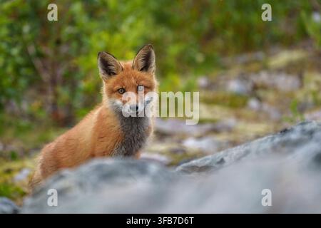 Red fox, vulpes vulpes in mountain area at Stora sjöfallet national park, Swedish Lapland, Sweden Stock Photo