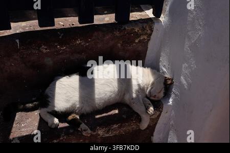 Black and white cat sleeping in striped sunlight against a white wall, Santorini, Greece Stock Photo