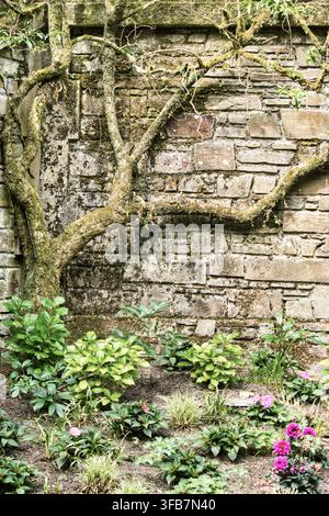 Árbol seco apoyado contra muro de piedra en los jardines de la alameda en Santiago de Compostela, España Stock Photo