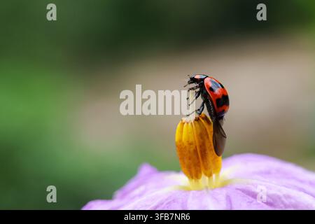 A ladybug beetle perched on yellow flower anther above purple blossom, macro photograph with vivid red shell and soft green garden background creating Stock Photo