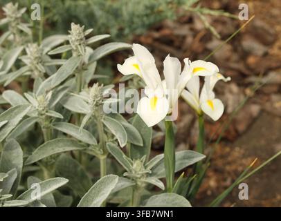 Delicate white Dutch iris White Excelsior flower blooming among silver lamb's ears foliage Stock Photo