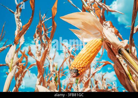 Low-angle view of a ripe yellow corn ear hanging on the stalk against a blue sky with clouds. Selective focus. Stock Photo