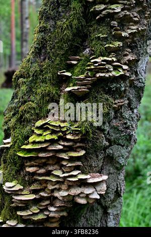 Shelf Fungi and Dense Moss on a Tree Trunk in Zakręt Nature Reserve Stock Photo