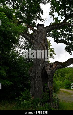 Massive Ancient Oak Tree With Hollow Trunk Standing Beside A Country Pathway Under Green Canopy Stock Photo