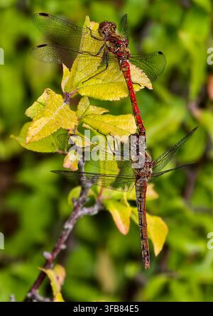 Common Darter - Sympetrum striolatum - pair in tandem position Stock Photo