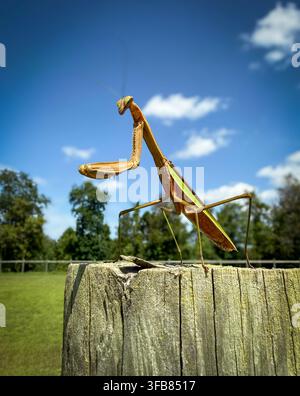 Praying mantis standing on a wooden fence post in a rural field under a blue sky with clouds. Stock Photo
