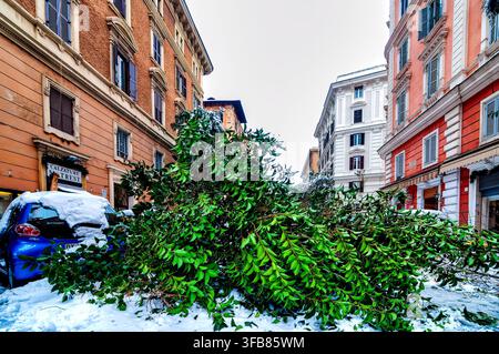 Large green tree fallen across road in Prati rione after snowfall. Rome, Italy. Stock Photo