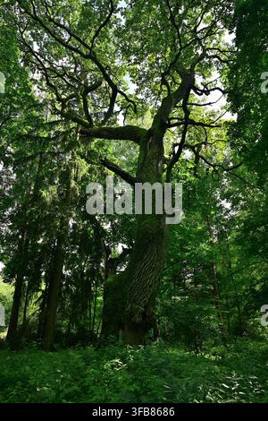 An ancient oak tree covered in moss in a lush green forest with a distinctive silhouette and tall pine trees - Bear Horn, Masuria, Stock Photo