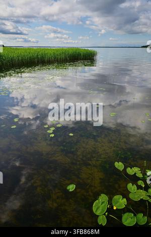 A wild lake shore with reeds, water lilies and the reflection of clouds on the calm summer water – a view of Lake Śniardwy from Niedźwiedzi Róg. Stock Photo