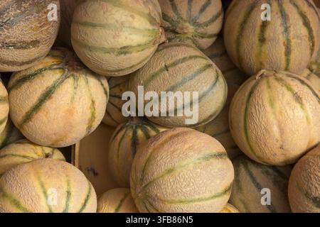 A large pile of fresh Charentais melons with green stripes and netted skins displayed in a wooden crate at a traditional French market. Stock Photo