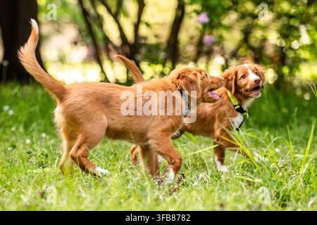 Two Toller Retriever Puppies Playing And Running On The Grass Stock Photo