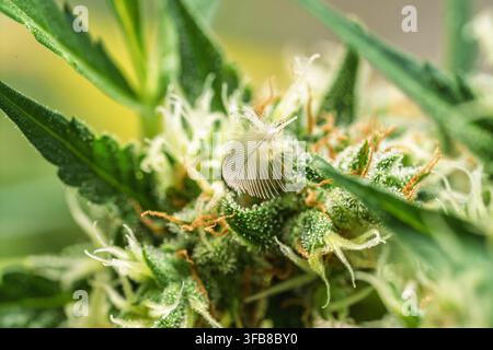 Macro Close Up Of White Feather On Cannabis Flower Stock Photo