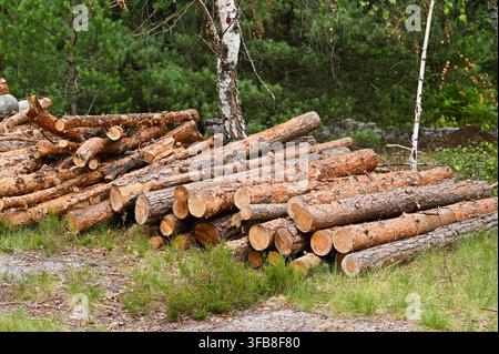 Stacked pine log pile rests on green grass near birch tree. Chopped timber material prepares for industrial processing or biofuel energy. Massive wood Stock Photo