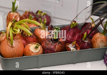 Fresh green onions sprout from organic bulbs in a grey garden tray. Young scallion plants grow near a window with blinds in a cozy apartment. Domestic Stock Photo