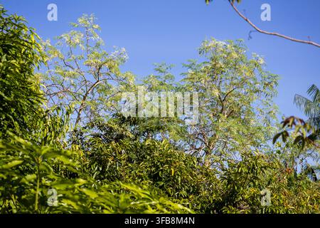 Vibrant green tree canopy with delicate white flowers blooming against a clear blue sky. Stock Photo