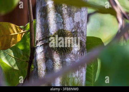 Vibrant green moss growing on a textured tree bark in a tropical forest Stock Photo