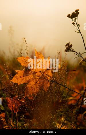 Yellow Autumn Maple Leaf Caught in Dry Wild Grass with Backlight Closeup Stock Photo