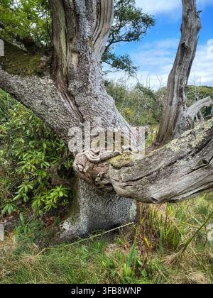 Old gnarled oak tree in Scotland UK Stock Photo