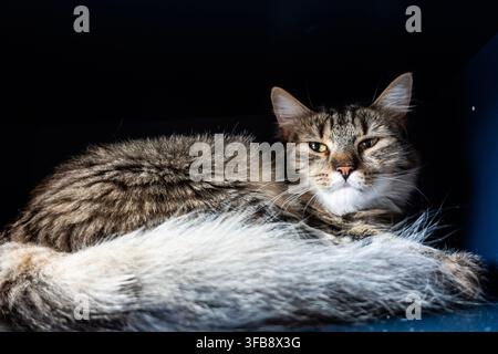 Relaxed tabby domestic cat lying on a soft furry blanket against a dark background, looking toward the camera Stock Photo