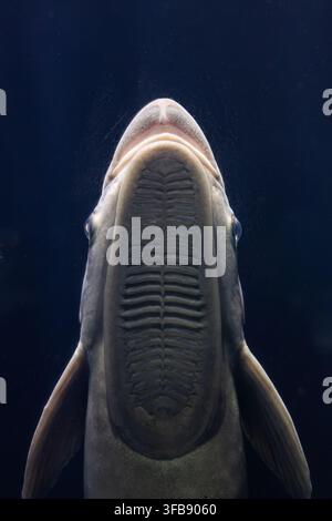 A top-down view showing the intricate suction disc of a remora fish against a deep blue aquatic background. Stock Photo