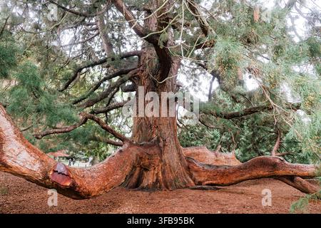 Christchurch, New Zealand: massive cedar tree trunk with huge sprawling exposed root system on mulch ground at public South Island botanic garden Stock Photo