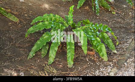 A single birds nest fern or asplenium nidus plant with prominent glossy bright green wavy fronds growing centrally on dry soil in a rustic garden sett Stock Photo