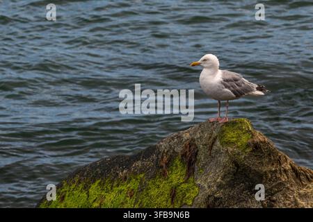 Herring Gull sat on a rock overlooking the sea. Stock Photo