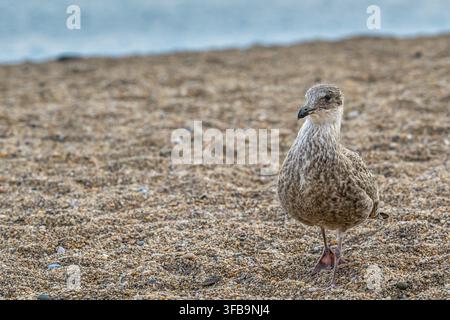 Juvenile Herring Gull on the beach at Slapton Sands. Stock Photo
