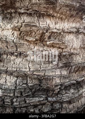 Close-up of textured palm tree bark Stock Photo