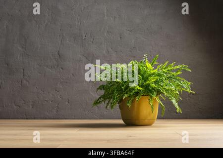 Premium quality commercial banner background featuring a vibrant green Nephrolepis exaltata Boston fern. Elegant interior composition with a plant pot Stock Photo