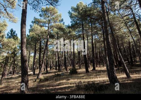 Pine trees creating a forest landscape with sunlight shining through the canopy Stock Photo