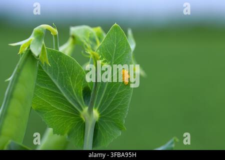 a group of seven-spotted ladybug eggs on a pea plant infested with aphids. Stock Photo