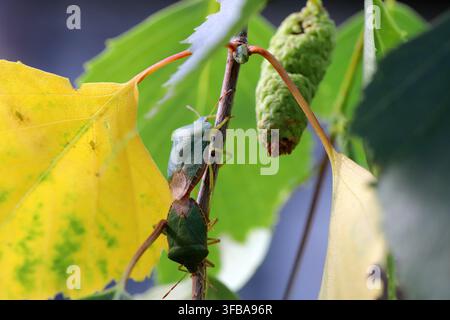The green shield bug (Palomena prasina). A mating pair on a birch branch. Stock Photo