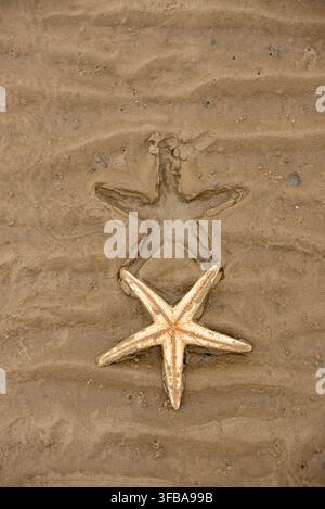 A vertical top-down view of a live comb starfish resting on wet, rippled sand directly below its clear star-shaped imprint on a beach in Maputo Bay. Stock Photo