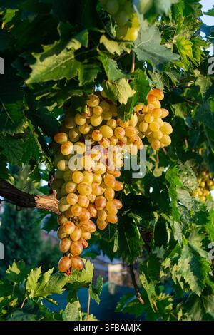 Ripe golden grapes hanging on a vine in warm evening sunlight Stock Photo