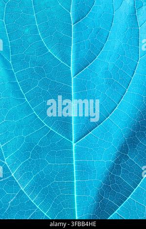 Close-up texture of a blue tree leaf showing its veins Stock Photo