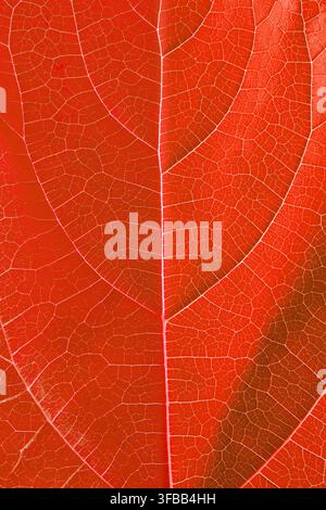 Close-up texture of a red tree leaf showing its veins Stock Photo