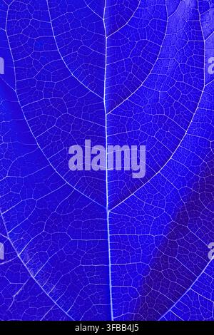 Close-up texture of a blue tree leaf showing its veins Stock Photo