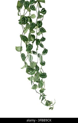 Trailing Scindapsus pictus argyraeus vine with heart-shaped leaf featuring silver variegation isolated on white background Stock Photo